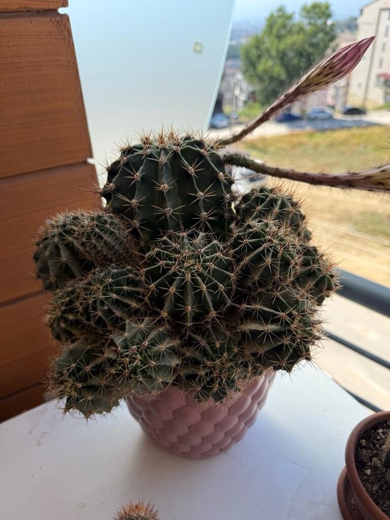 echinopsis kaktüs - 3