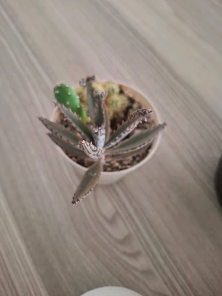 sukulent çeşitleri ( hepsi 550₺) - 7