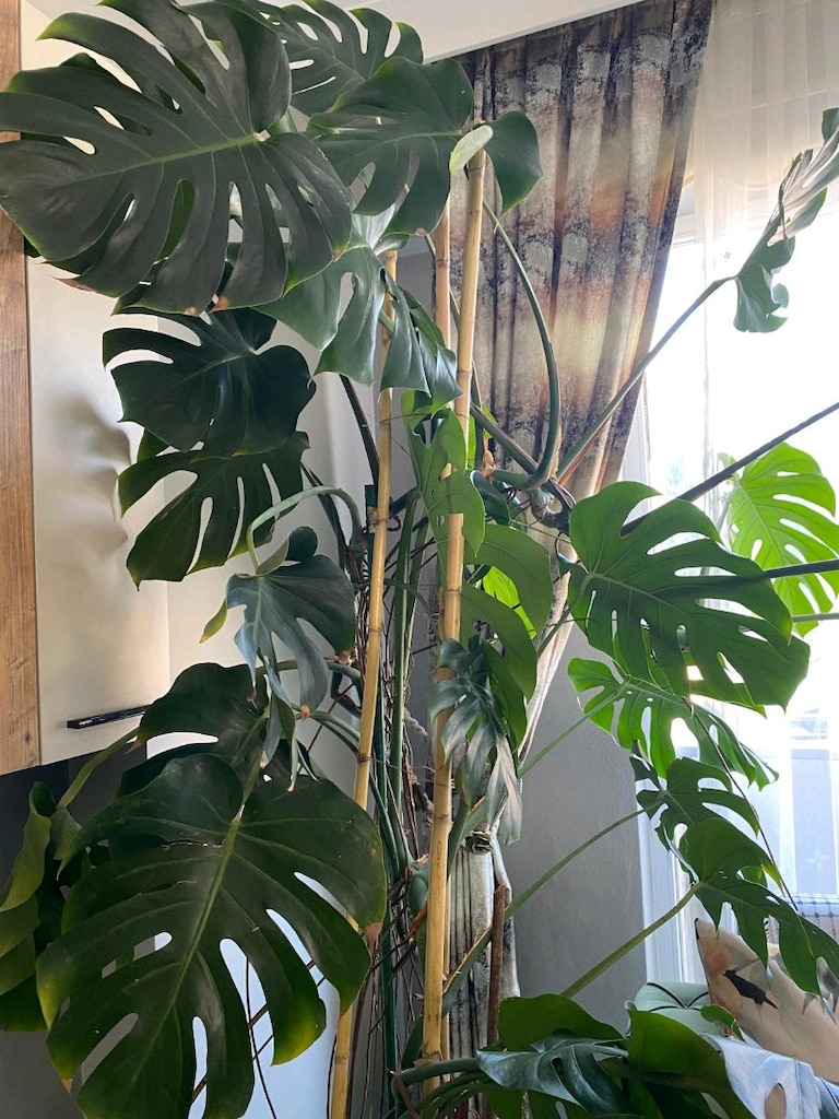 Çok Büyük ve Gelişmiş Deve Tabanı – Monstera - 3