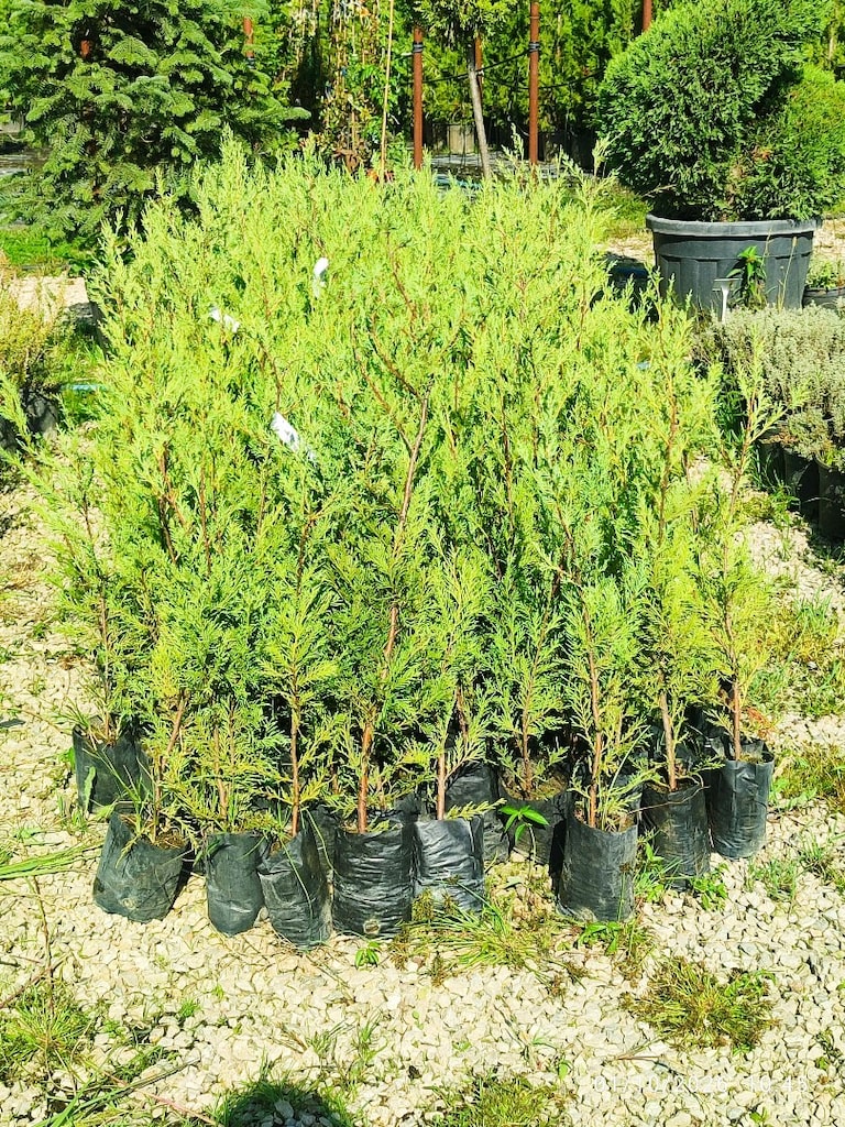 Leylandi Çit Bitkisi - 2