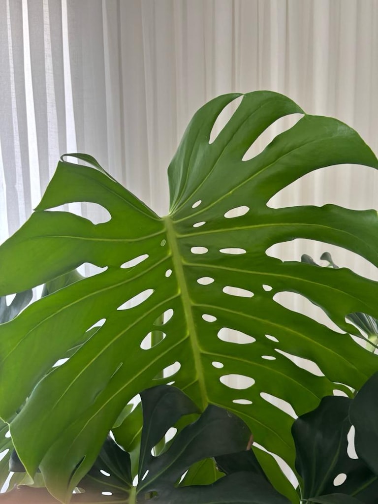 Dev Boy / Koleksiyonluk Monstera Deliciosa (Deve Tabani) - 4