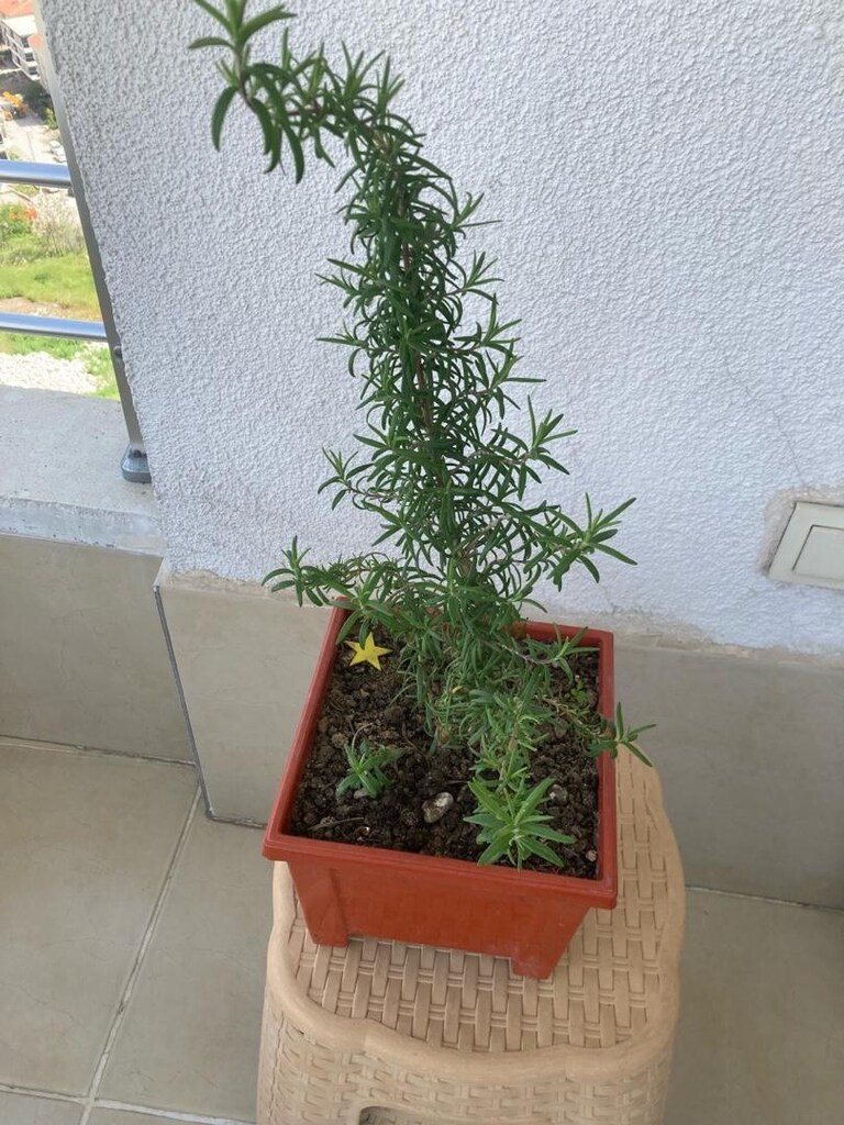 Kekik Biberiye - 2