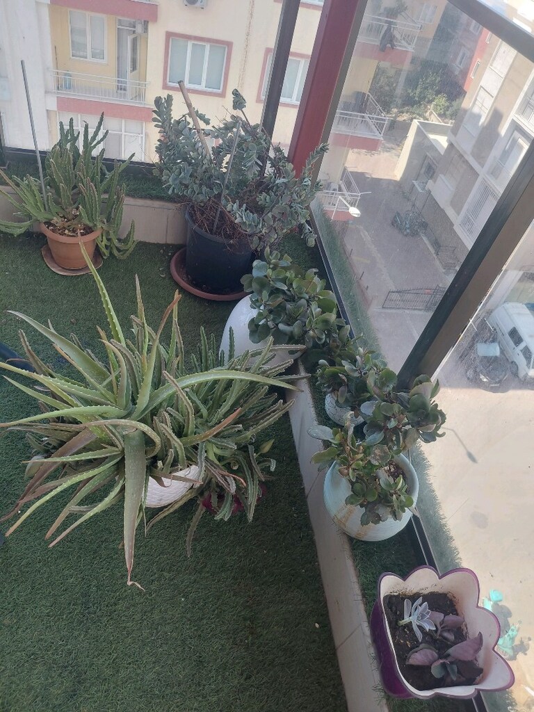 Balkon Masası, Bambu, 4 kişilik, Çiçeklerle birlikte Verilecek - 4