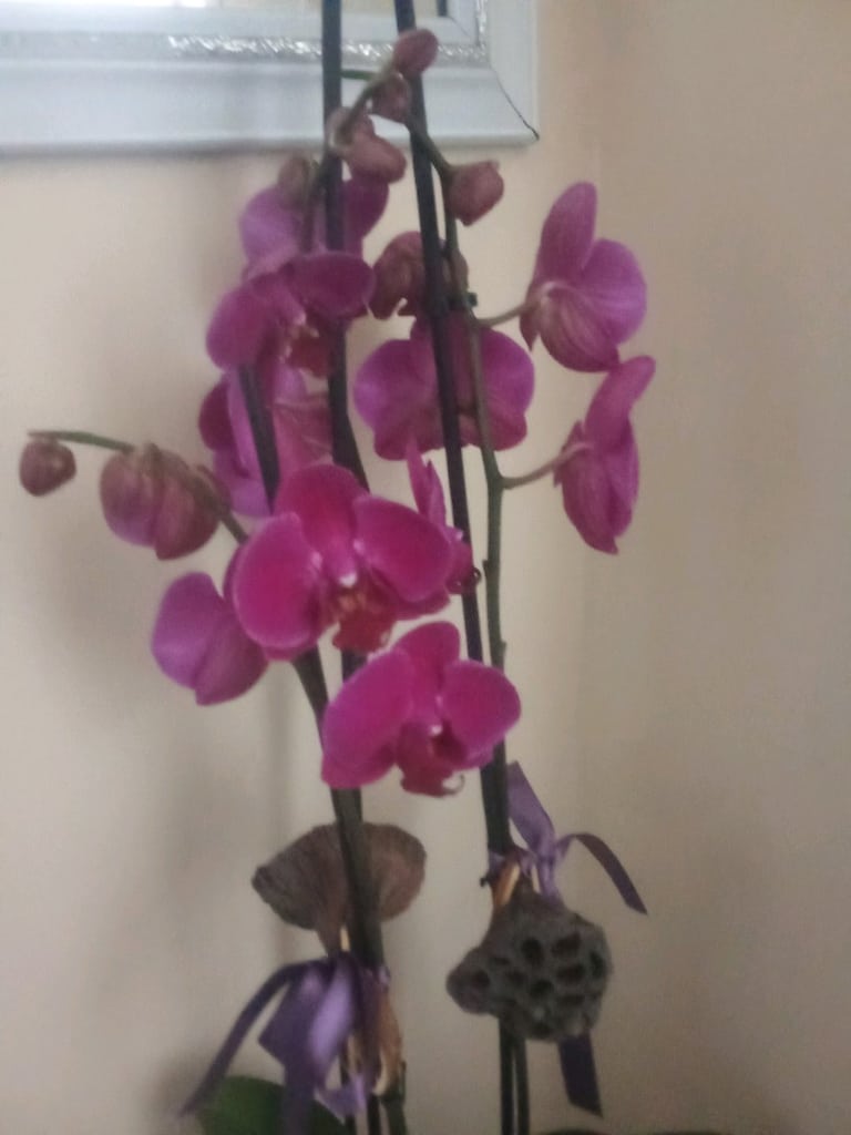 canlı çiçek sıfırdır,orkide - 6
