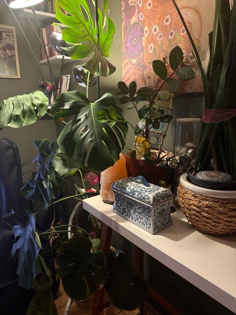 Monstera bitki büyük ve diğer ev bitkileri saksıları beraber veriyorum