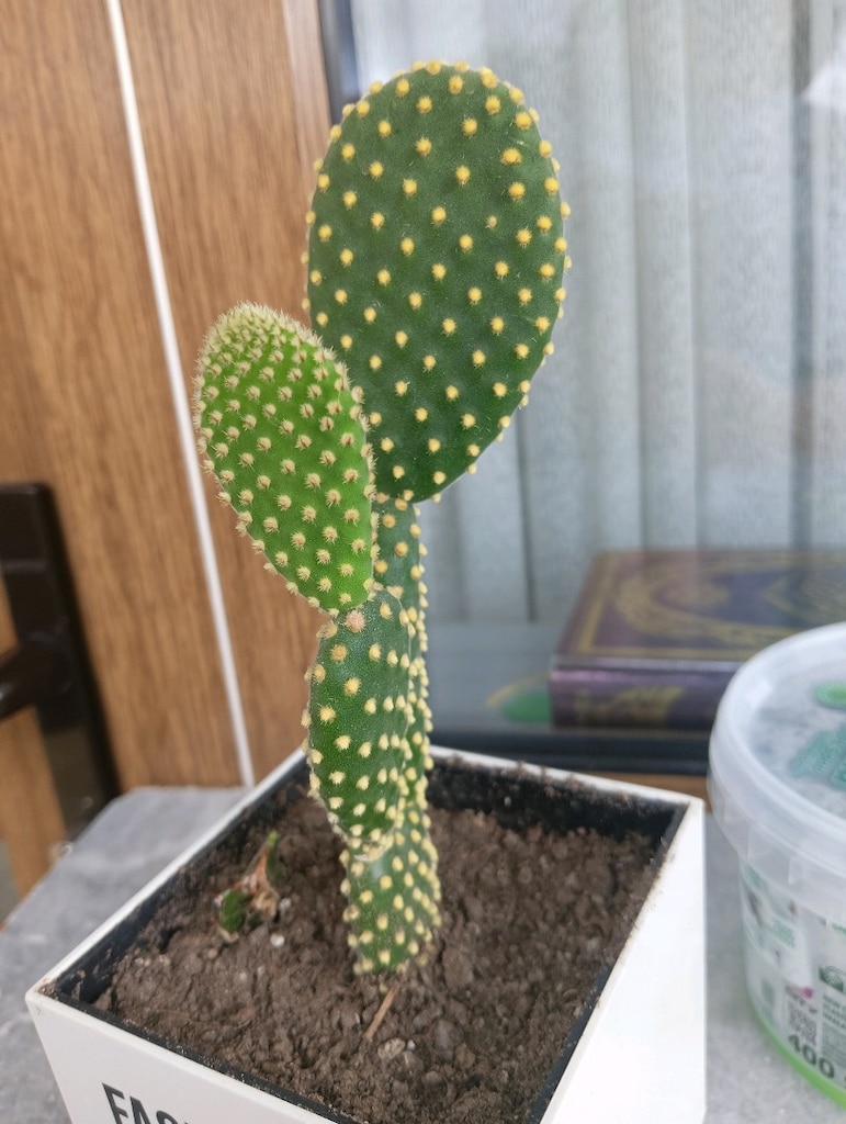kaynana dili kaktüs - 4