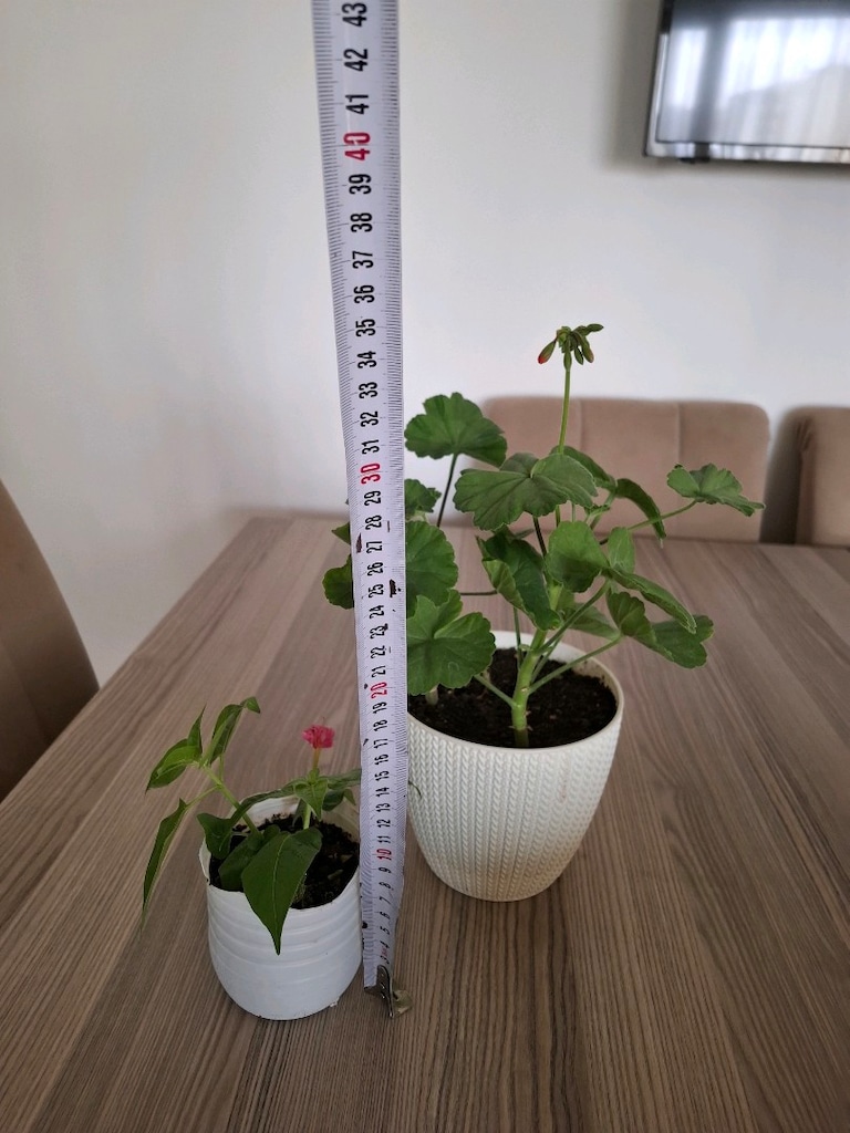 Saksı Bitkisi - 3