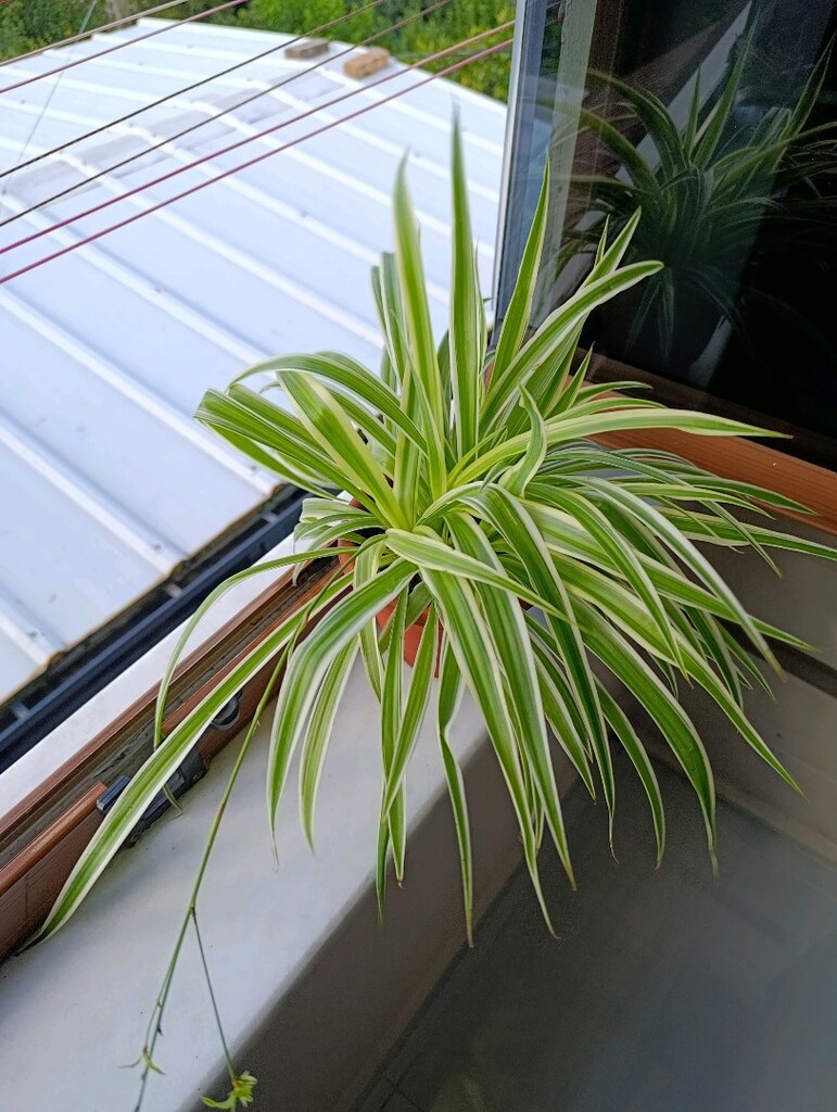 Alacalı Kurdele Çiçeği Variegata - 6