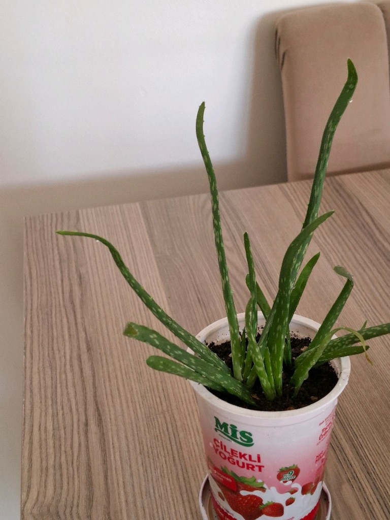 canlı çiçekler ( ikisi 250₺) - 8