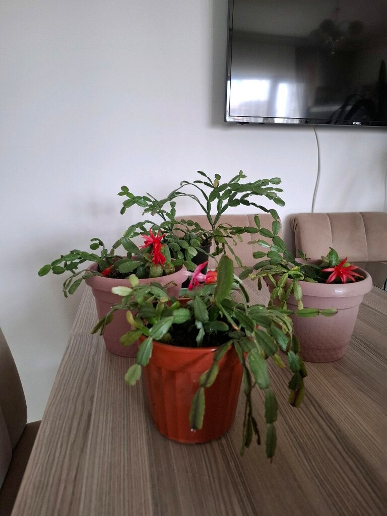 Canlı çiçekler ( tanesi 250₺) - 15