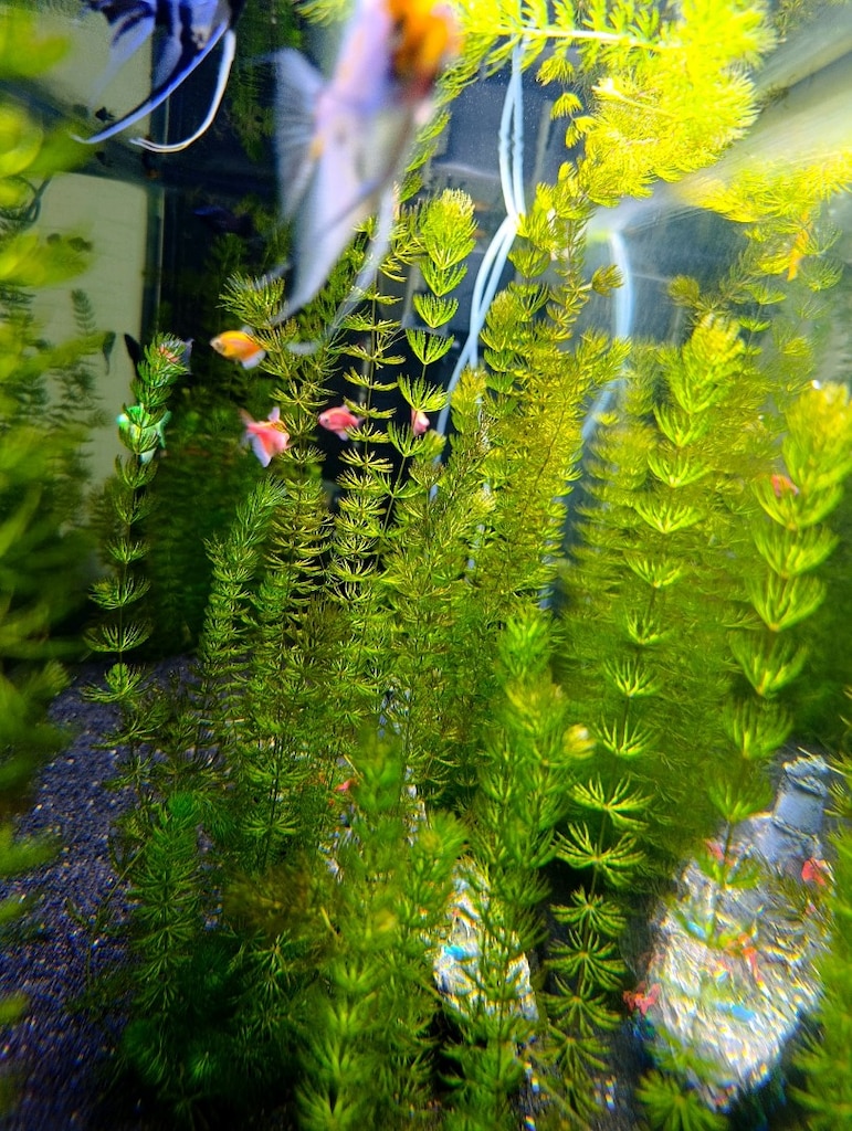 satılık özel tur melek balığı Moli ve tetra - 4