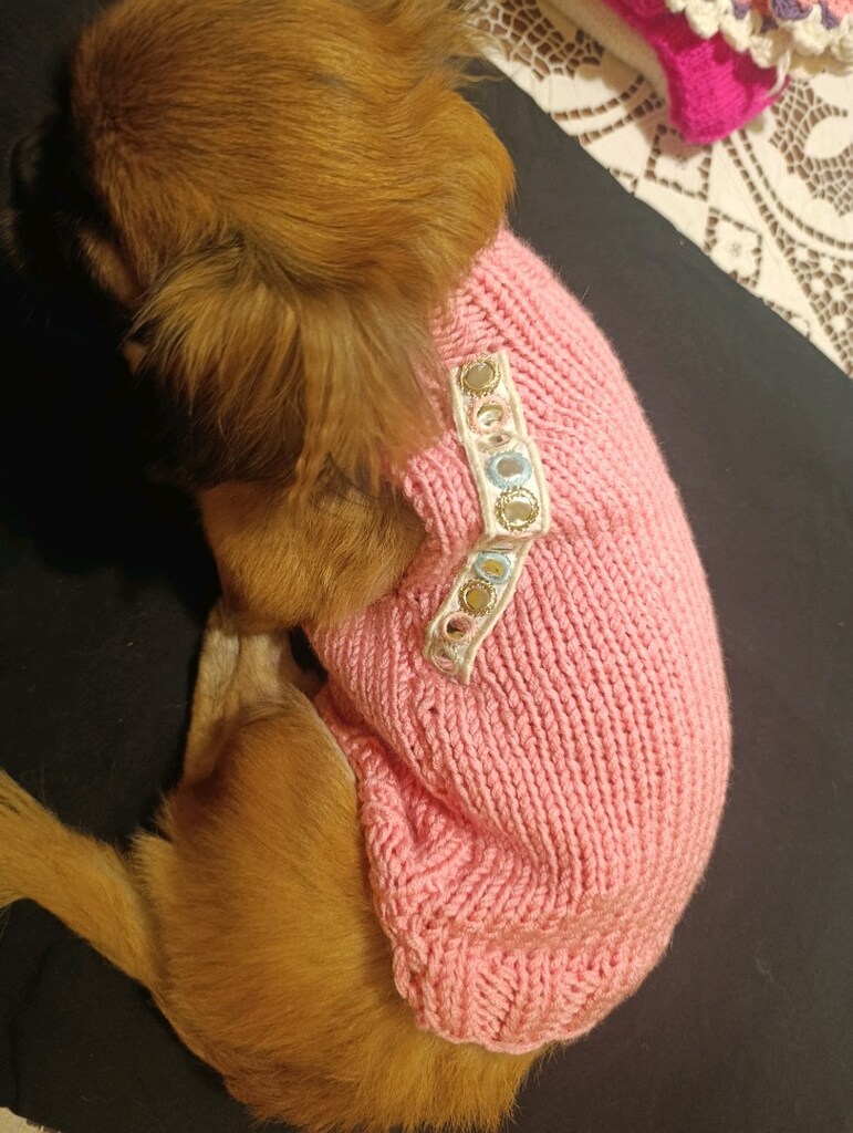 kedi köpek kazak - 8
