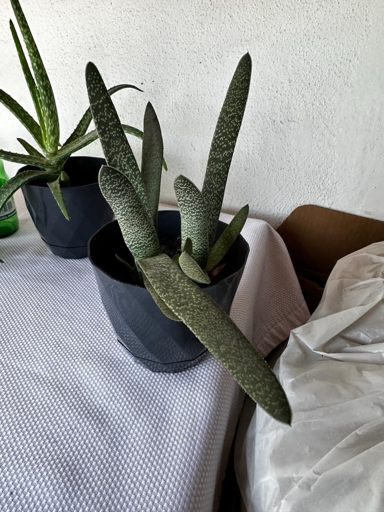 sukulent ve Aloe vera - 2