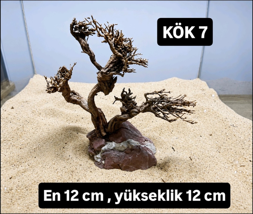 Moss ağacı - 14