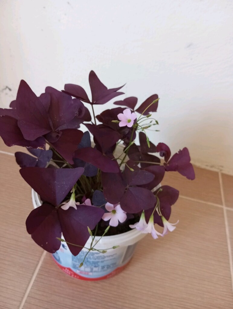 çiçek - 3