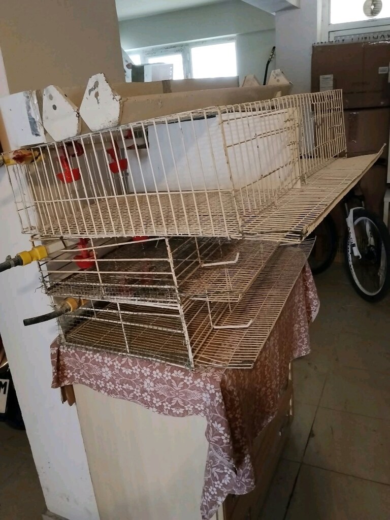 3 Adet Bıldırcın Kafesi - 7