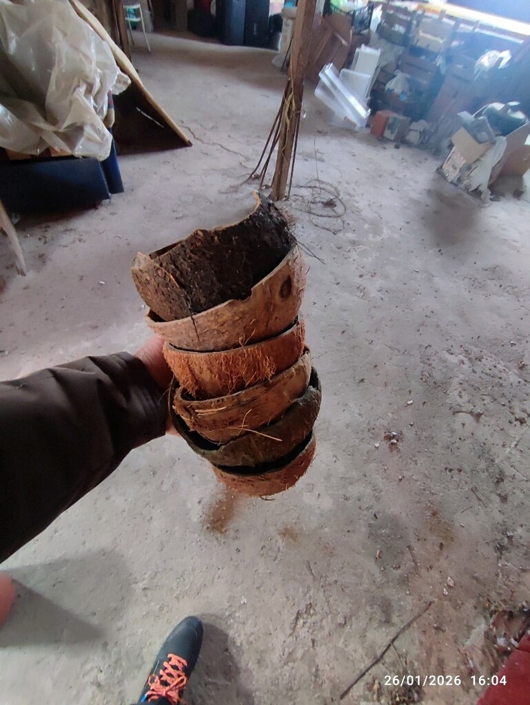 Hindistan Cevizi kabuğu - 8