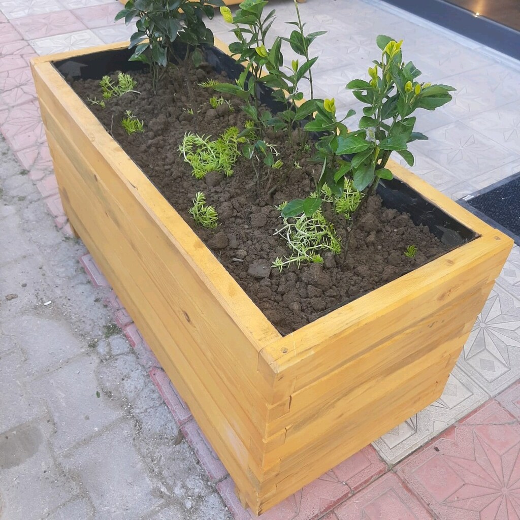 akşam saksı - 4