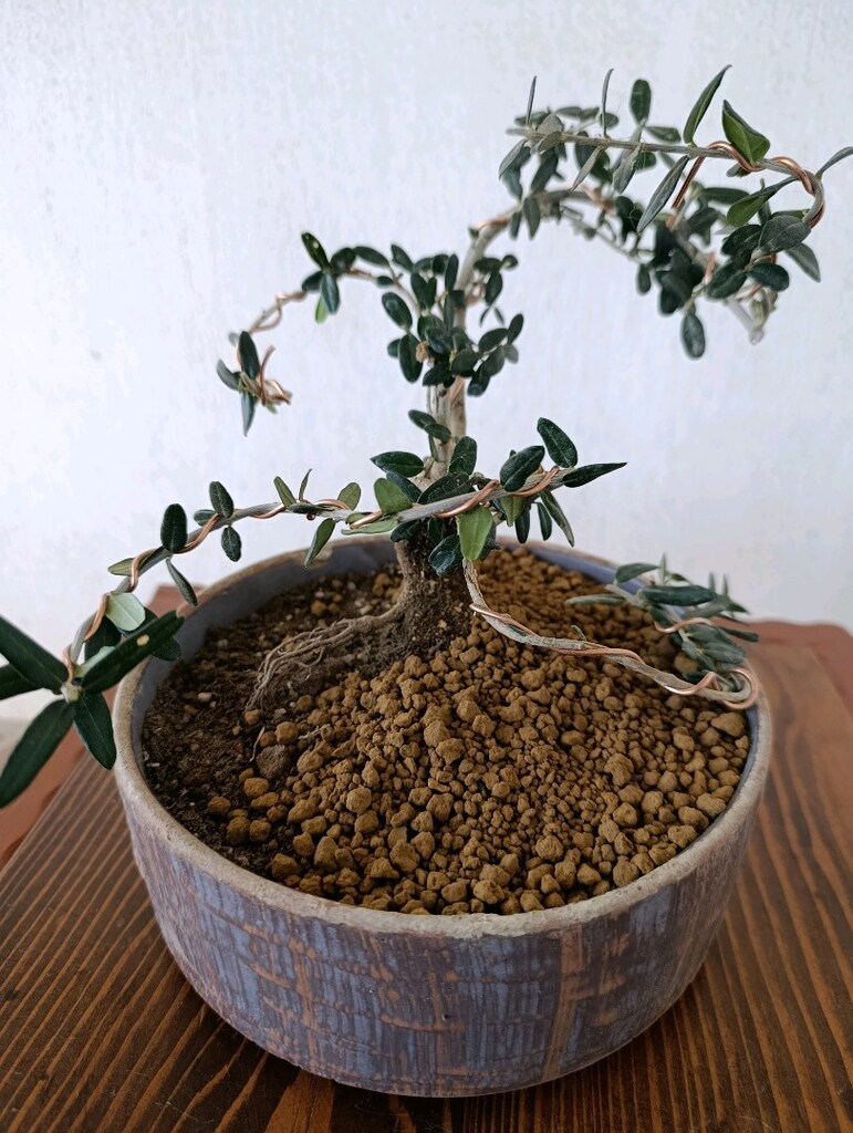 bonsai - 2