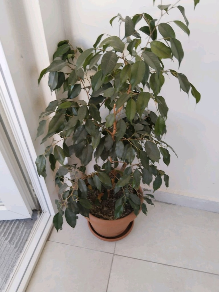 canlı çiçek bencemin - 4