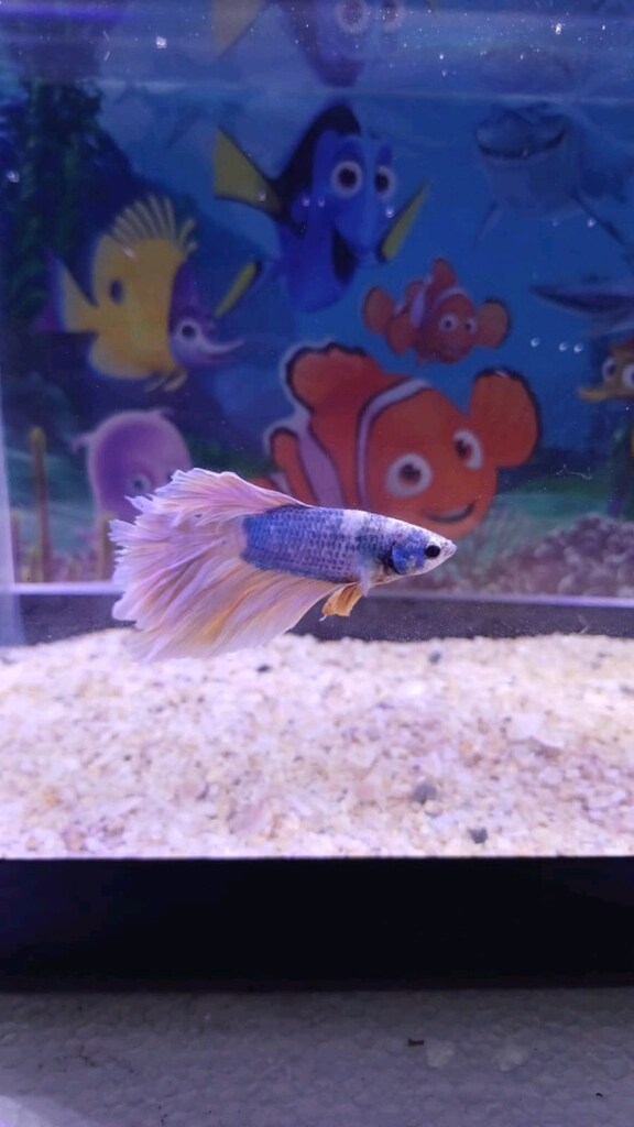 betta ve akvaryum - 3