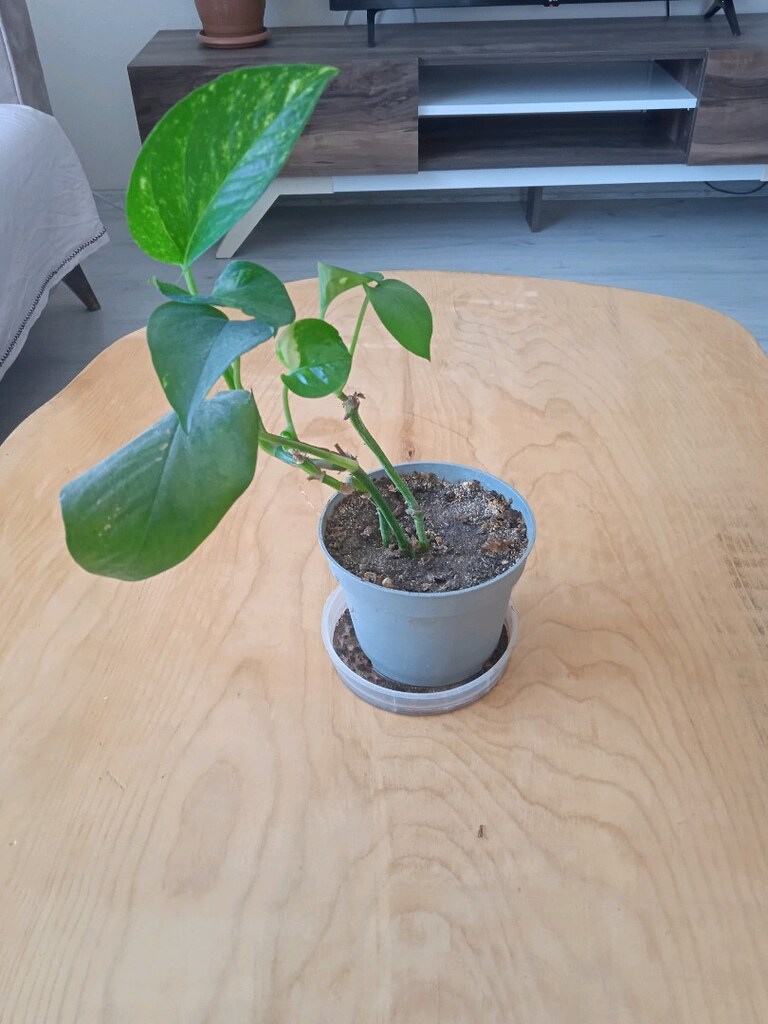 Salon sarmaşığı (Epipremnum aureum) - 2