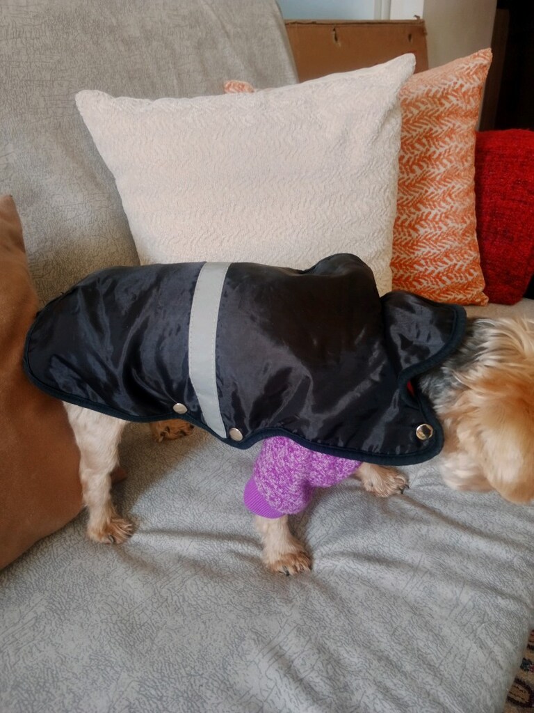 küçük ırk köpek giysisi 0 numara - 4