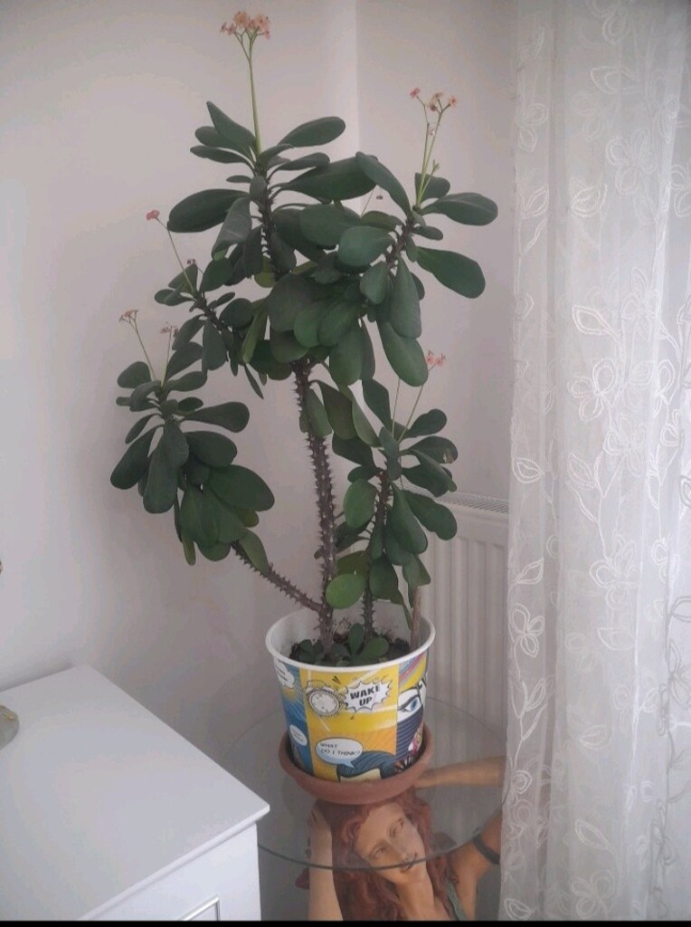 Dikenler Tacı çiçeği 90 CM boyunda - 5