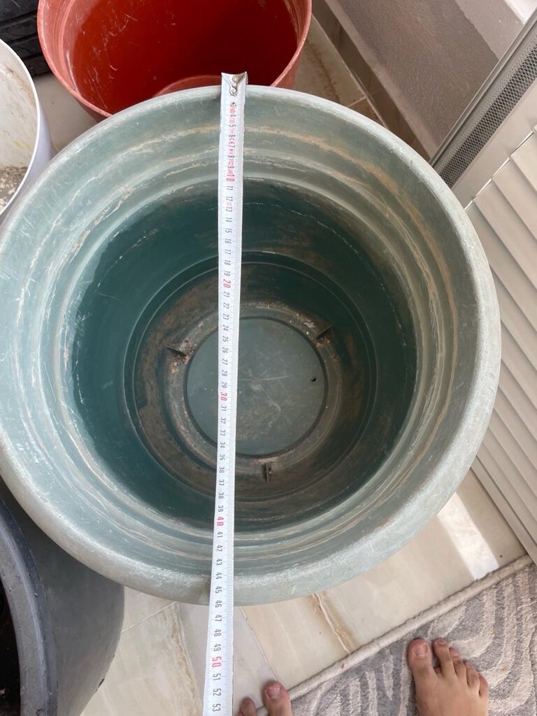 saksı - 2