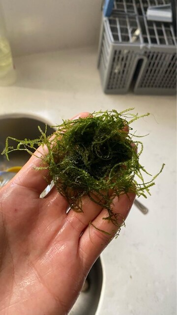 Akvaryum Moss Bitkisi – Canlı, Sağlıklı, Toplu Satış