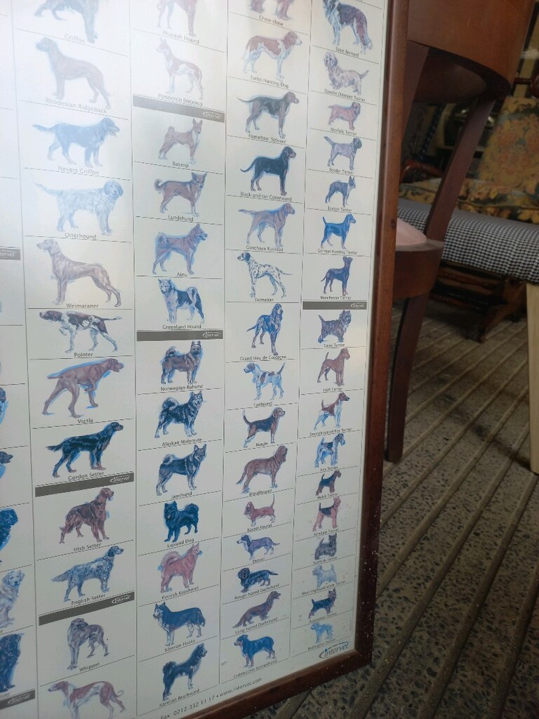 Tablo & Köpek Irkları - 8