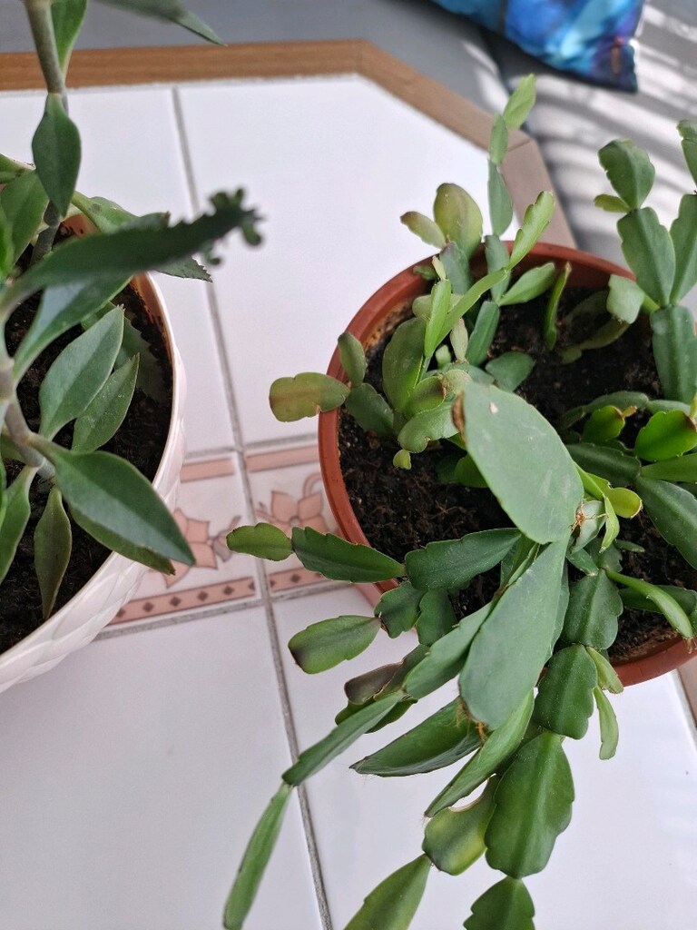 çiçek ( 2 saksı 550₺ ) - 10