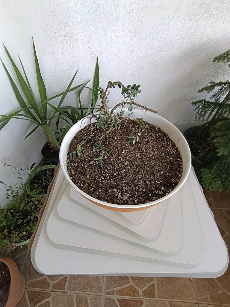 bonsai - 5