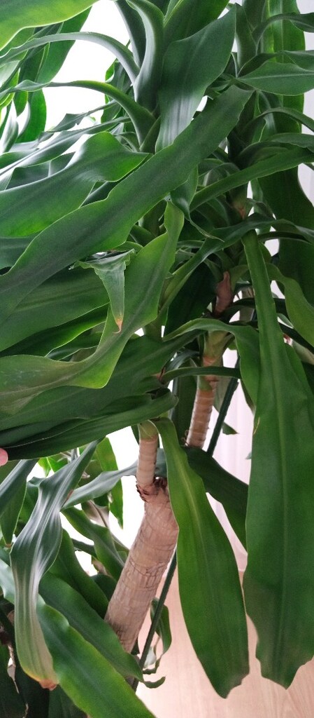 büyük çok gövdeli dracaena - 6