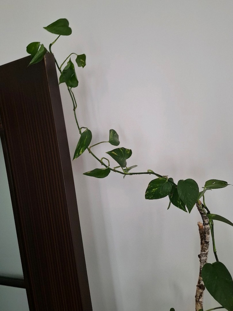 canlı çiçekler ( salon ,ofis balkon vs) - 11