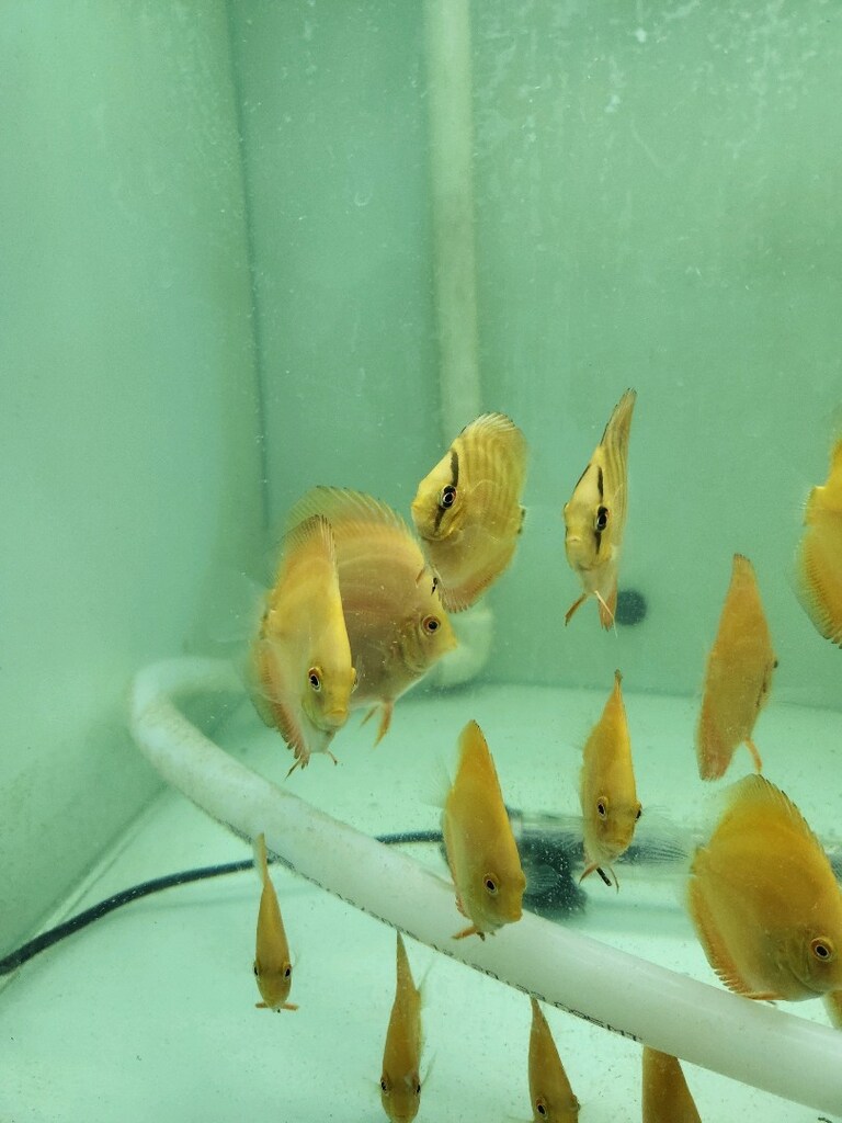 discus akvaryum - 2