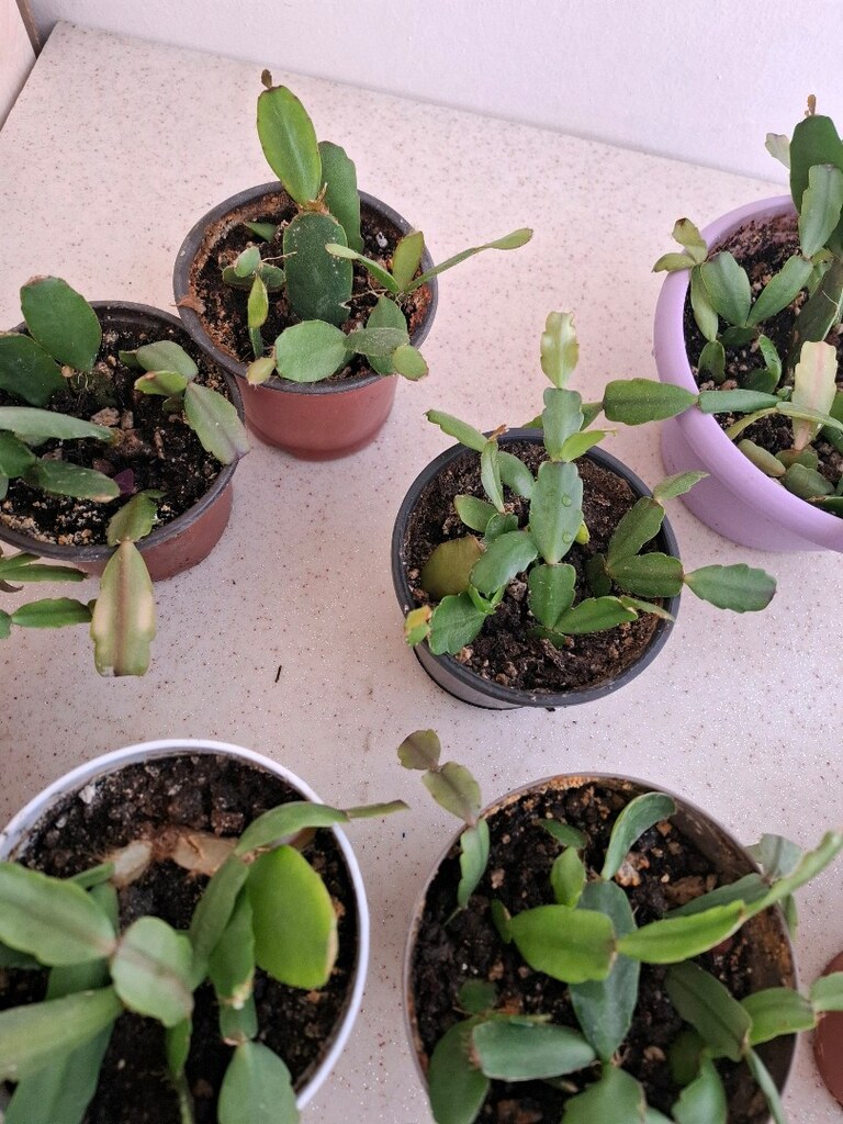 canlı çiçekler ( tane 100₺) - 8