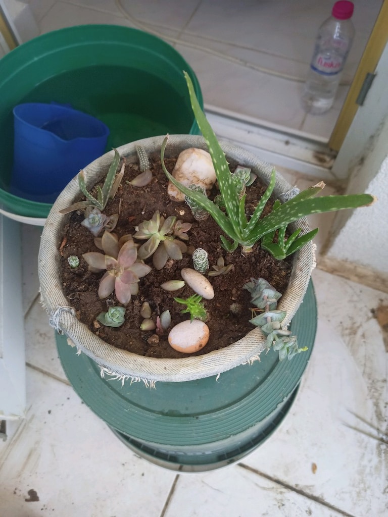 canlı çiçek sükulent 6 farklı çeşit tek saksıda - 3