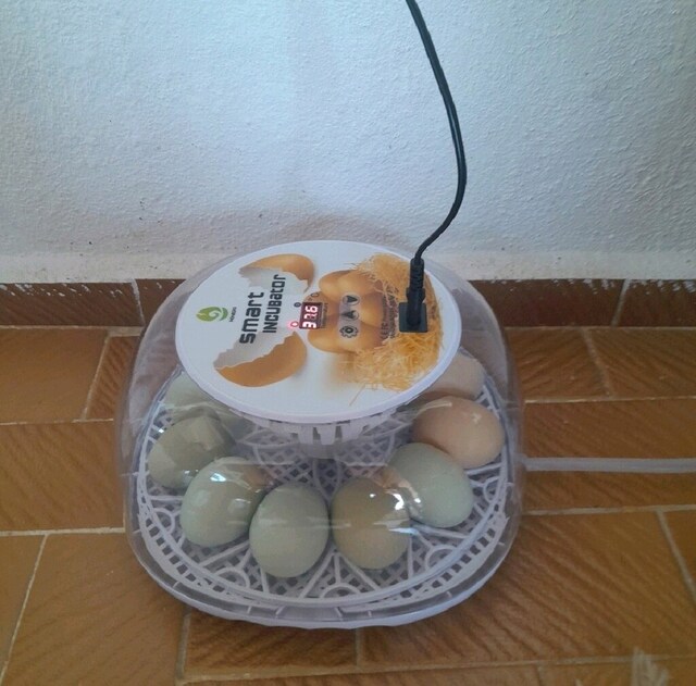 kuluçka Makinesi otomatik