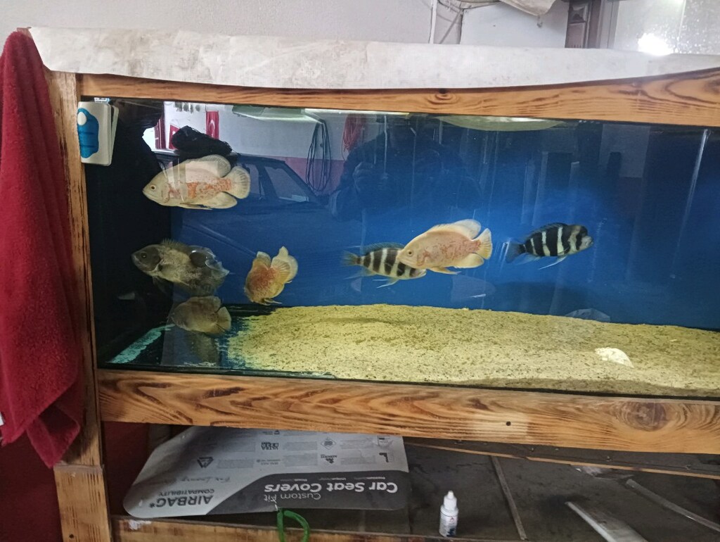 175 uzunluğu 66eni yüksekliği 158 cm çift Raf komple satılık - 2