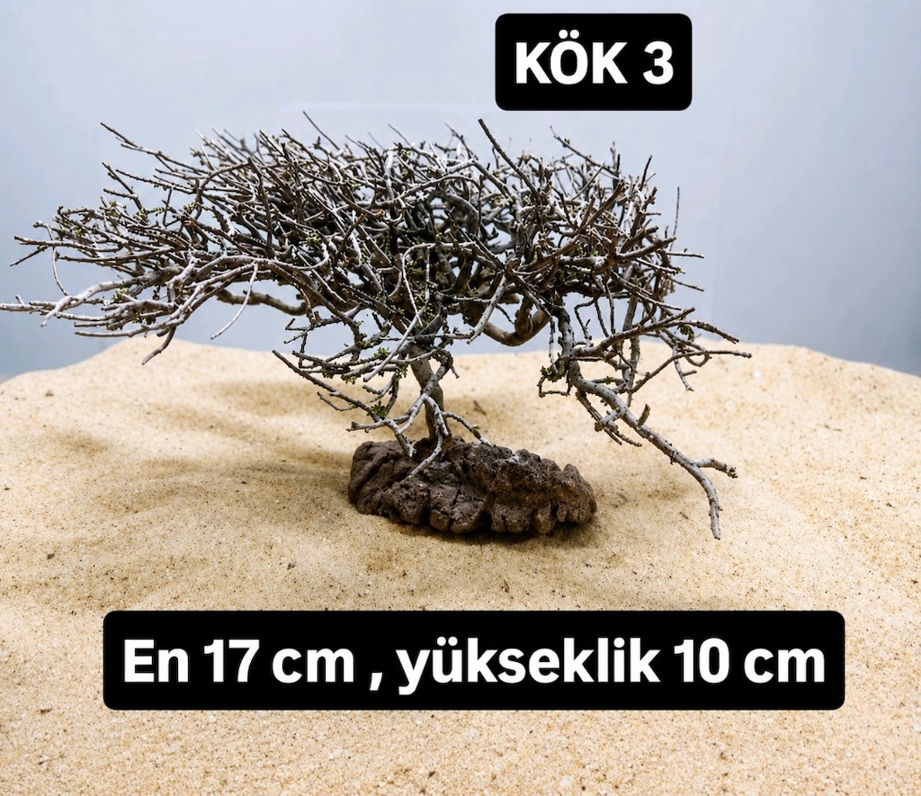 Moss ağacı - 13