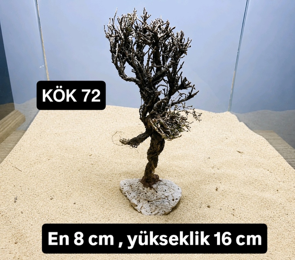 Moss ağacı - 16