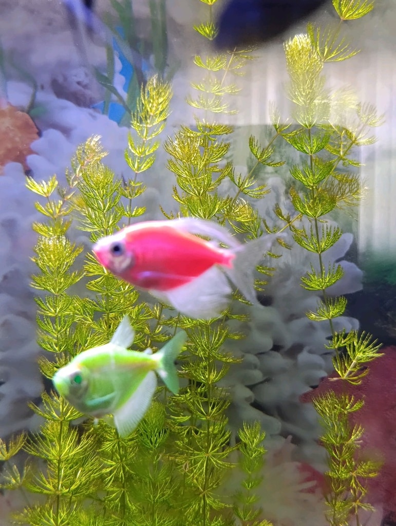 satılık özel tur melek balığı Moli ve tetra - 5