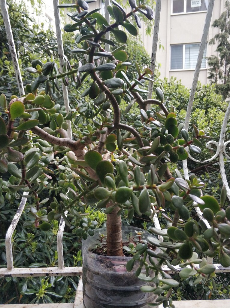 PARA ÇİÇEĞİ - CRASSULA OVATA - YEŞİM AĞACI