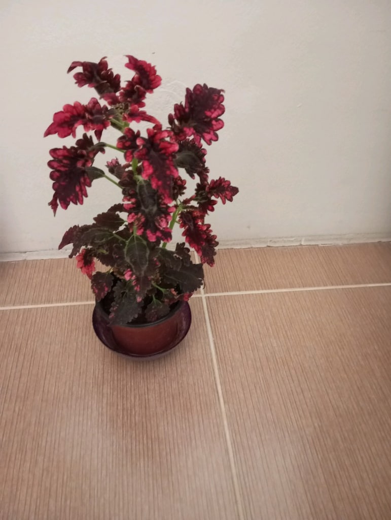 çiçek - 3