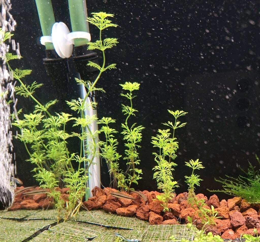 limnophila sessiliflora canlı bitki akvaryum - 2