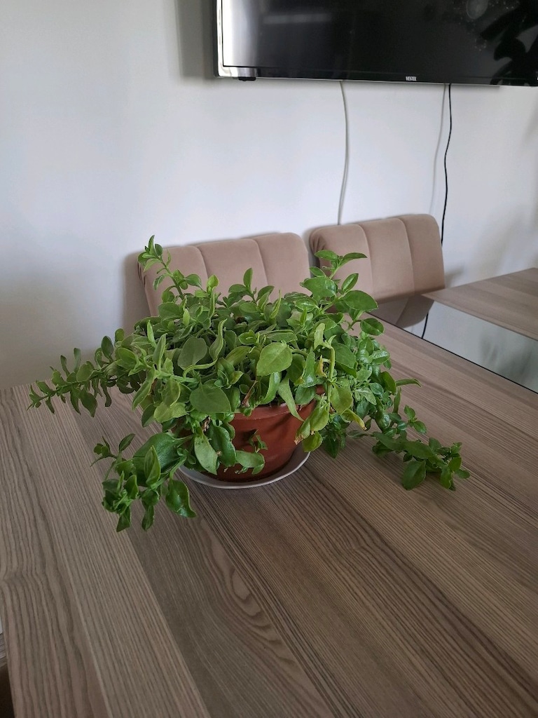Buz çiçeği - 11