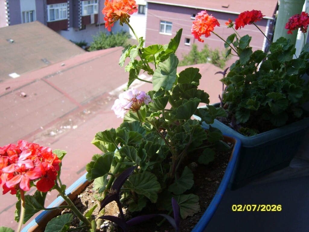 Samsung S830 Dijital Fotoğraf Makinesi 8.1 Megapiksel 3x Zoom Siyah - 14