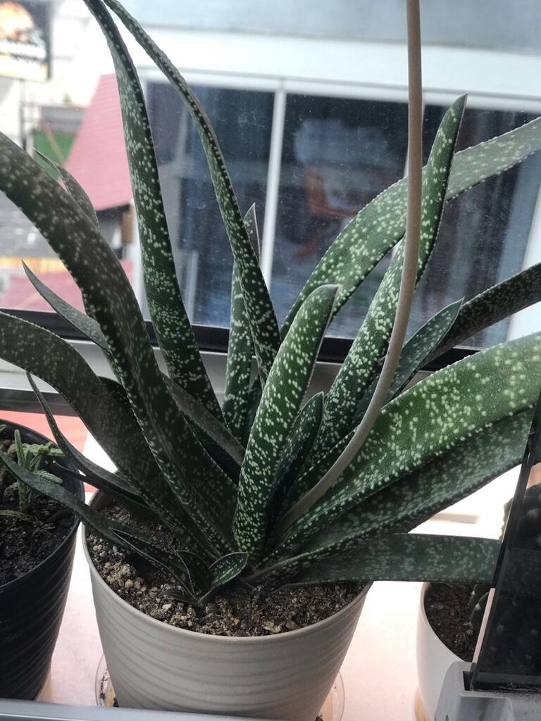 Gasteria / sığır dili / kaktüs / sukulent / bitki / çiçek / sedum - 4