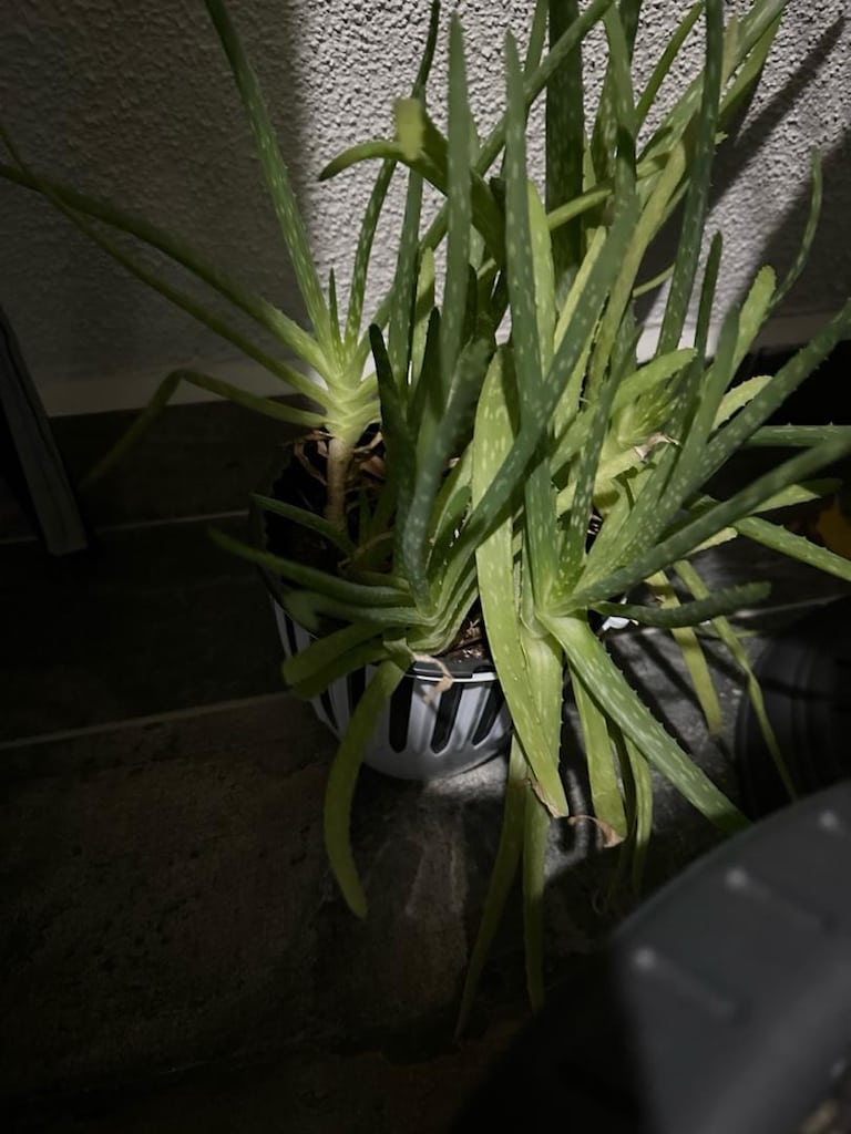 canlı salon bitkisi benjamin areka palmiyesi ve aloe vera bitkisi - 4